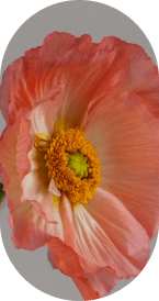 Anemone flower